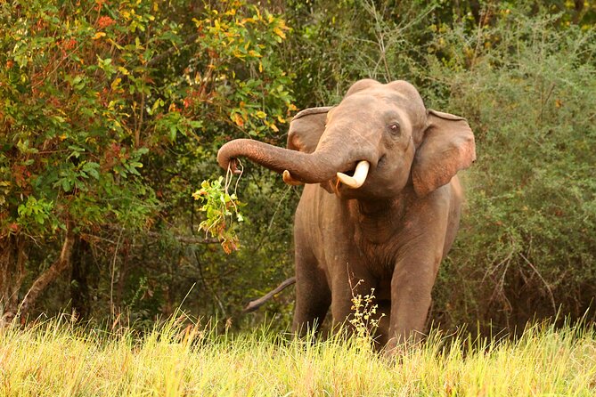 Minneriya National Park Elephant Safari - What the $54.99 group price really means