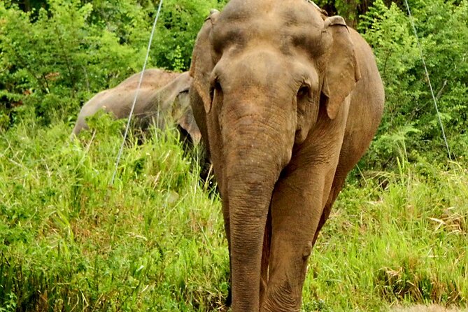 Minneriya National Park Elephant Safari - Who will get the most from this safari