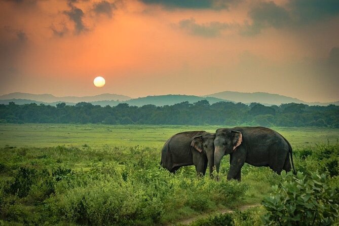 Minneriya National Park Elephant Safari from Sigiriya - Why Minneriya is a strong elephant-safari choice