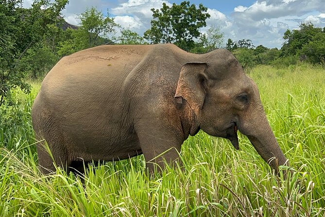 Minneriya National Park Elephant Safari from Sigiriya - A private 4x4 ride from your Sigiriya hotel