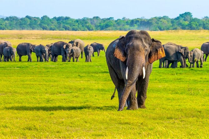 Minneriya National Park Elephant Safari from Sigiriya - What the guide adds to the drive