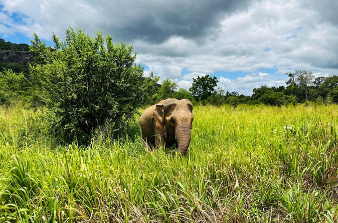 Minneriya National Park Elephant Safari from Sigiriya - Should you book the Minneriya jeep safari?