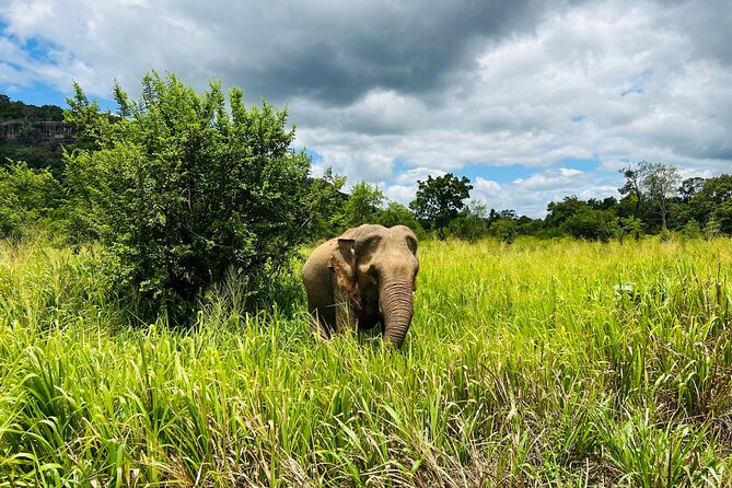 Minneriya National Park Elephant Safari Tour - Key points to know before you book