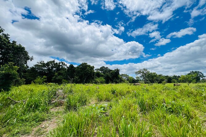 Minneriya National Park Elephant Safari Tour - What you can expect from the private jeep
