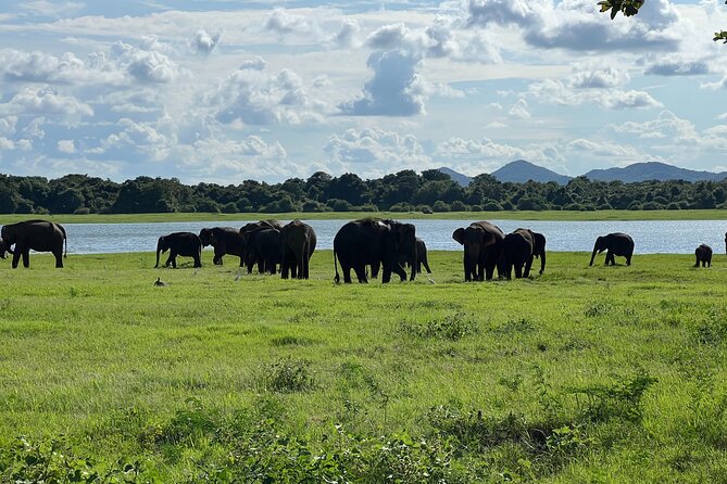 Minneriya National Park Elephant Safari Tour - The early start and the afternoon question