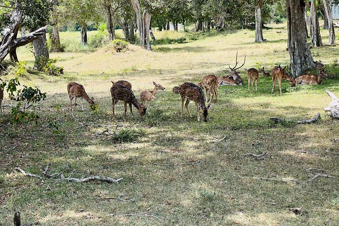 Minneriya National Park Elephant Safari Tour - Who will enjoy this safari most?