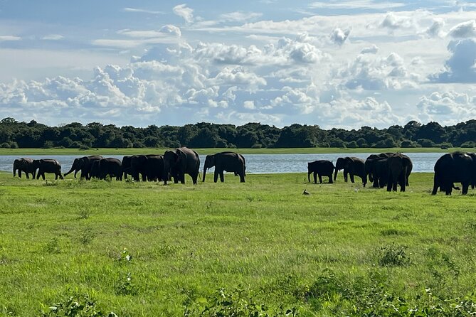 Minneriya National Park Elephant Safari Tour - Practical booking advice for Sigiriya