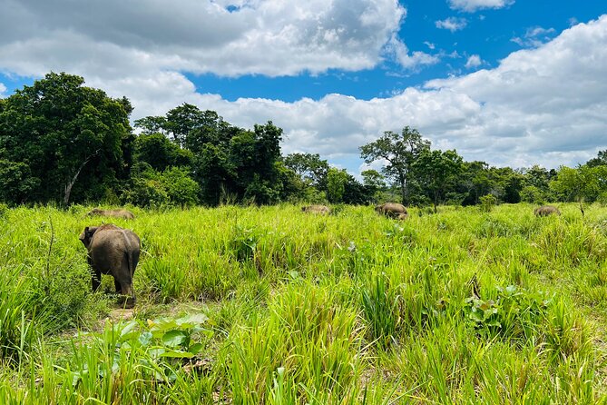 Minneriya National Park Elephant Safari Tour - Minneriya, Kaudulla, or Hurulu: what changes between the parks