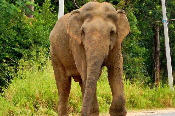 Minneriya National Park Elephant Safari - Pickup from Sigiriya, Dambulla, or Habarana