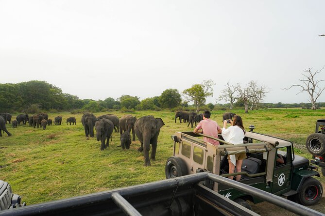 Minneriya National Park Half Day Elephant Safari - Why Minneriya’s Elephant Gathering Matters