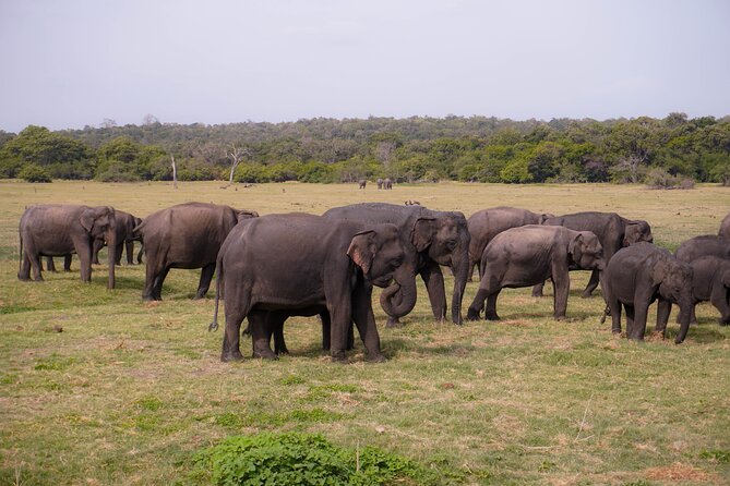 Minneriya National Park Half Day Elephant Safari - From Sigiriya, Dambulla, or Habarana to the Park