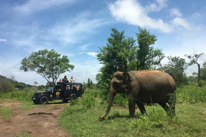 Minneriya National Park halfday Safari - The crowd problem at the reservoir
