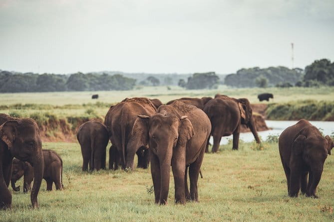 Minneriya National Park | Private Safari - Why Minneriya’s elephants gather by the reservoir