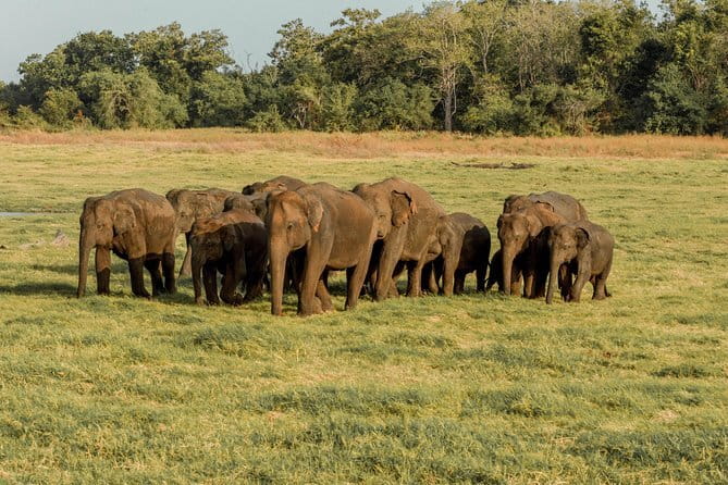 Minneriya National Park | Private Safari - The 2:30 pm departure from Habarana
