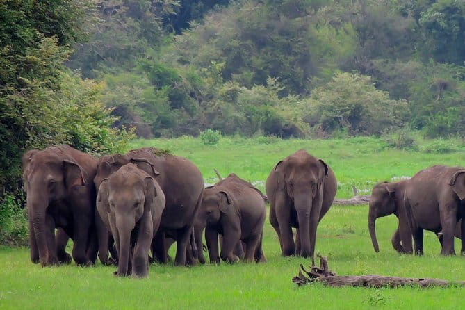 Minneriya National Park | Private Safari - The best season, and the risk of poor timing
