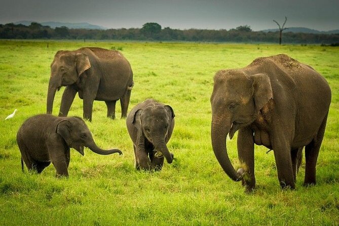 Minneriya National Park | Private Safari - Comfort, family suitability, and group size
