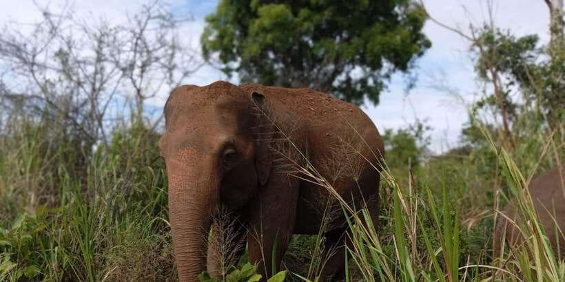 Minneriya National Park Safari - Entrance Fee Included - Who should book this Minneriya safari?