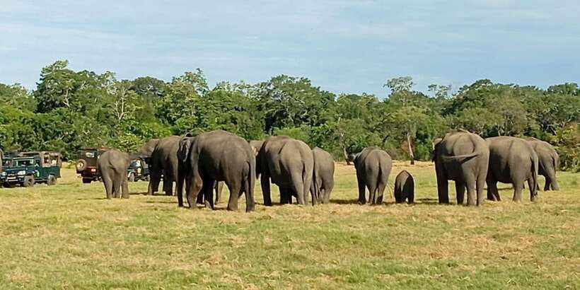 Minneriya National Park Safari - Entrance Fee Included - Why Minneriya’s elephants are the main event
