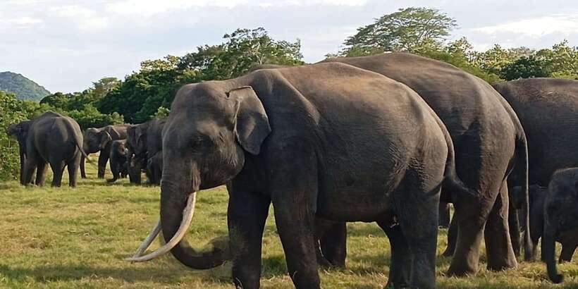 Minneriya National Park Safari - Entrance Fee Included - What you may see during the 3.5-hour game drive
