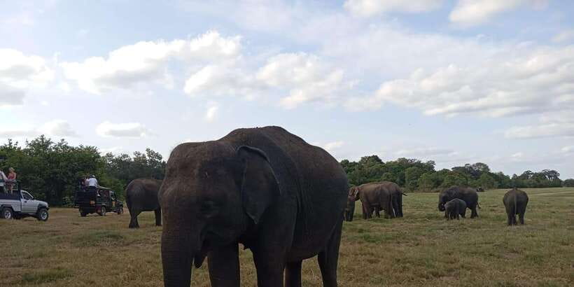 Minneriya National Park Safari - Entrance Fee Included - Rain, dry seasons, and realistic expectations