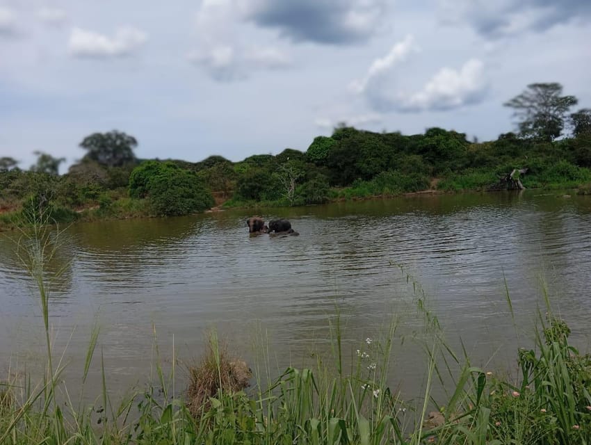 Minneriya National Park Safari - Entrance Fee Included - What the private group setup changes