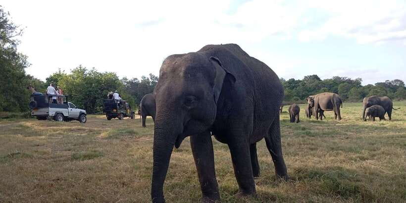 Minneriya National Park Safari - Entrance Fee Included - What the $110 price includes