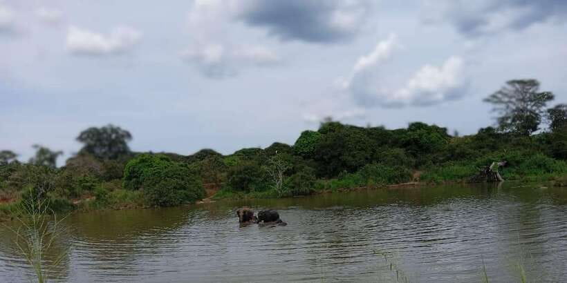 Minneriya National Park Safari - Entrance Fee Included - Returning to your hotel after the park