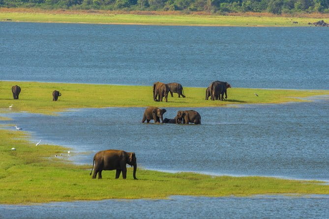 Minneriya National Park Safari from Habarana - Key points at a glance