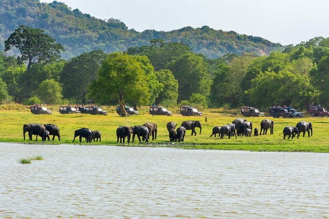 Minneriya National Park Safari from Habarana - Why Minneriya works so well for an elephant safari