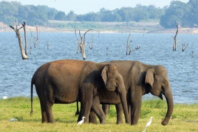Minneriya National Park Safari from Habarana
