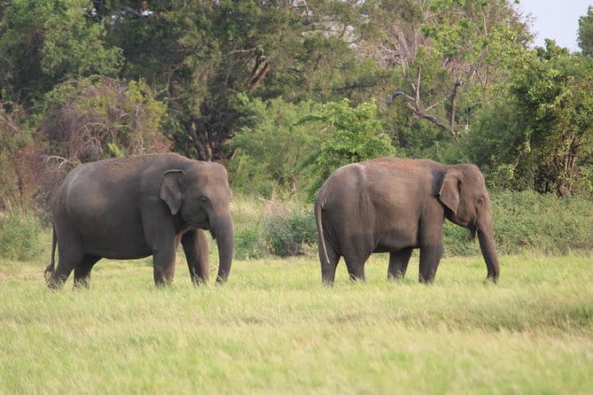 Minneriya National Park Safari from Habarana - How crowded can the safari feel?
