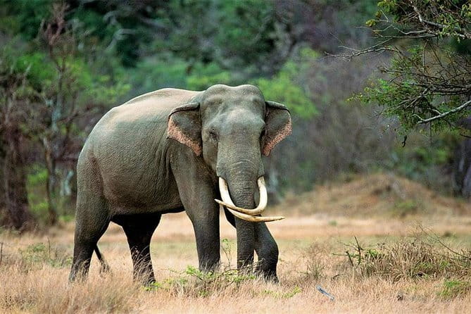 Minneriya National Park Safari from Habarana - What the $30 price really covers