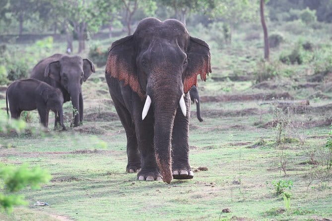 Minneriya National Park Safari from Habarana - Small practical details that improve the day
