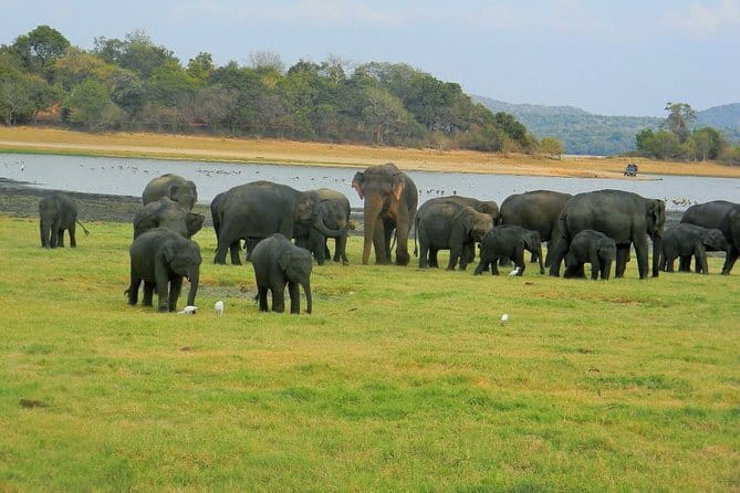 Minneriya National Park Safari | Jeep with Tickets - Key points to know before booking