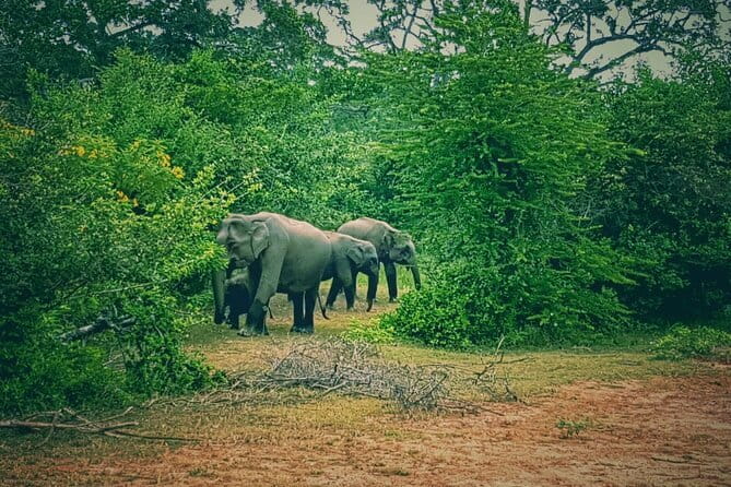 Minneriya National Park Safari | Jeep with Tickets - Minneriya’s mix of wetlands, forest, and scrub