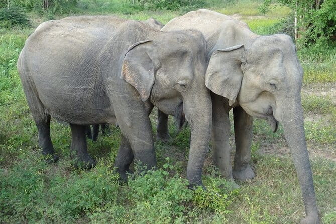Minneriya National Park Safari | Jeep with Tickets - Minneriya, Kaudulla, or Hurulu Eco Park