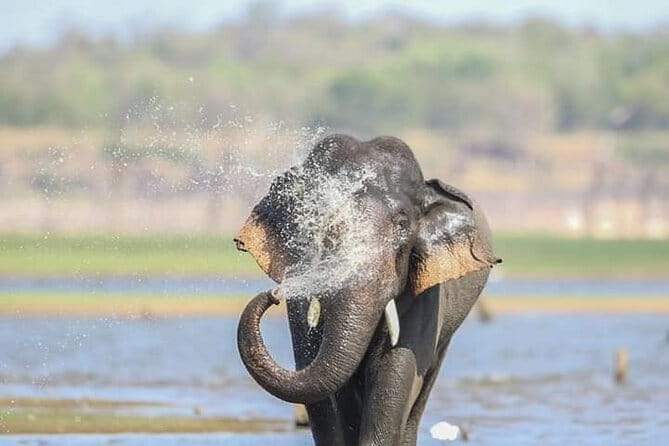 Minneriya National Park Safari [private , full package] - Why Minneriya is one of Sri Lanka’s best elephant stops
