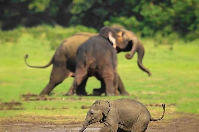 Minneriya National Park Safari [private , full package] - The three-hour route through Minneriya National Park