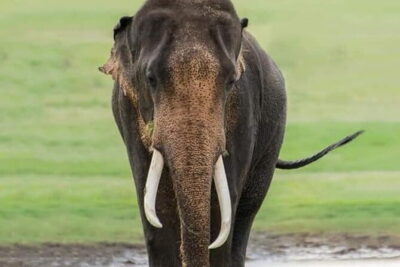 Minneriya National Park Safari [private , full package]