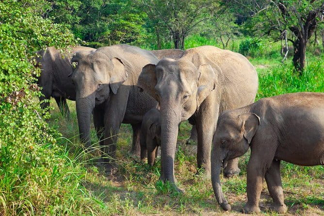 Minneriya National Park Safari [private , full package] - What the guides add to the wildlife search