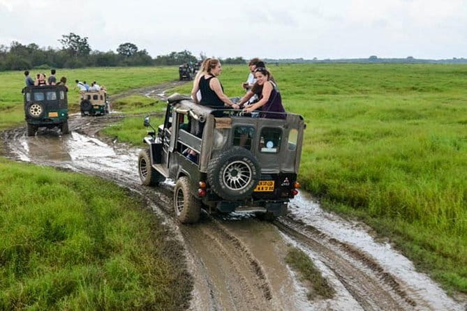 Minneriya National Park Safari [private , full package] - Crowding, animal welfare, and what a good sighting looks like