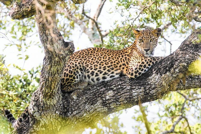 Minneriya National Park Safari [private , full package] - Is $100 per person good value?
