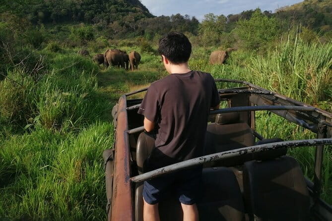 Minneriya National Park Safari - Private Jeep with Hotel Pickup - Why the elephants are the main event at Minneriya