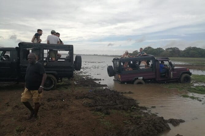 Minneriya National Park Safari - Private Jeep with Hotel Pickup - Choosing between a morning and evening safari