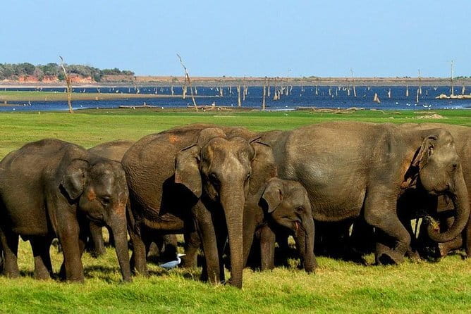 Minneriya National Park Safari - Private Jeep with Hotel Pickup - Wildlife beyond elephants