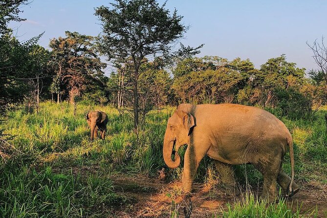 Minneriya National park Safari Sri Lanka - Key points at a glance
