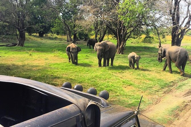 Minneriya National park Safari Sri Lanka - Why Minneriya is worth your safari time