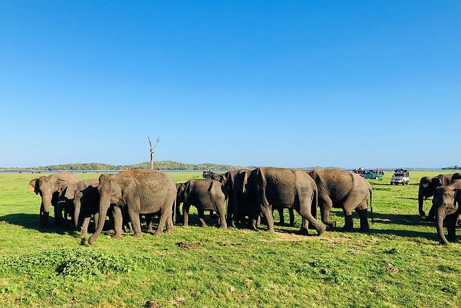 Minneriya National park Safari Sri Lanka - The three to four-hour park drive