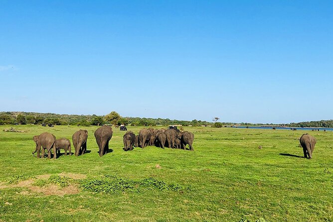 Minneriya National park Safari Sri Lanka - The value of a private $100 outing