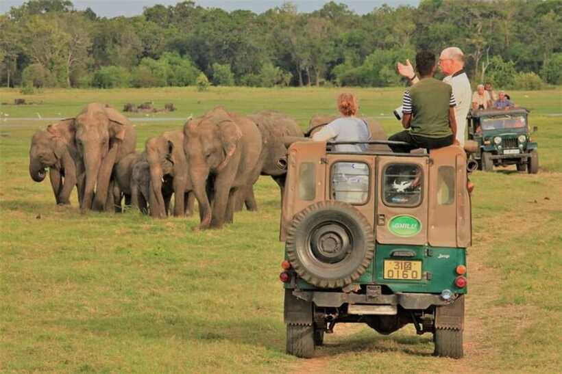 Minneriya National Park Wild Elephant Safari - Private - When Minneriya switches to Kaudulla or Hurulu